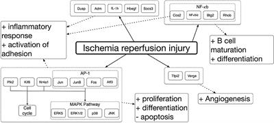 Tackling Ischemic Reperfusion Injury With the Aid of Stem Cells and Tissue Engineering